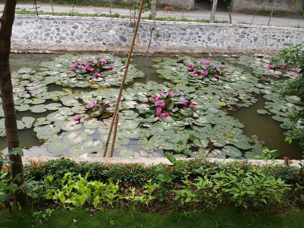 Quoc Khanh Bamboo Homestay Ninh Binh Eksteriør bilde
